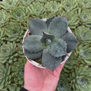 Agave Parryi | Agave artichaut